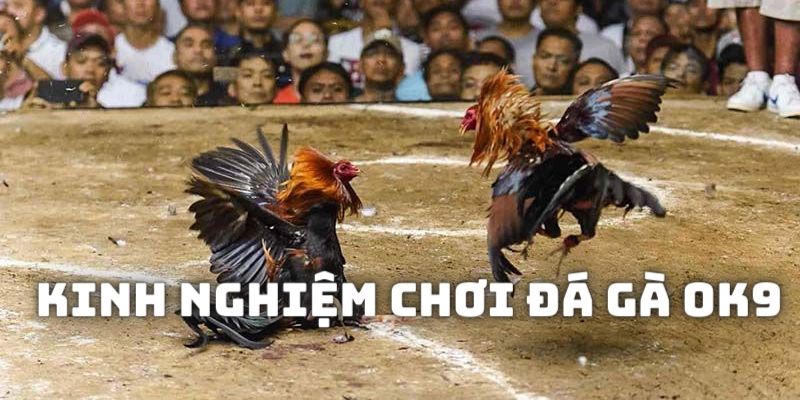 Kinh nghiệm chơi đá gà OK9 bách chiến bách thắng